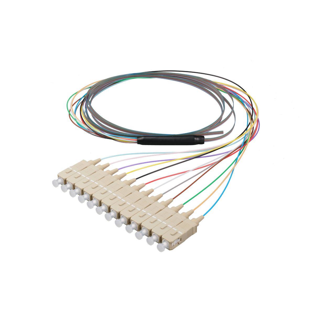 SC/UPC 12-Fiber 900µm Ribbon Fiber Optic Pigtail | Corning ClearCurve OM4 Fiber | Multimode