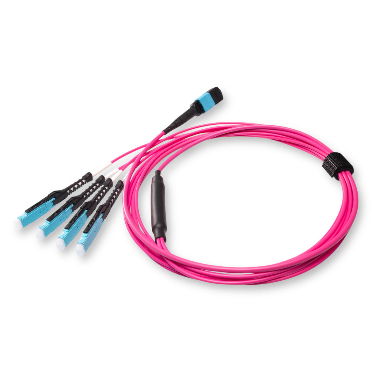 8-Fiber Non-Pinned MPO/UPC to  4 x MDC/UPC Fanout Cable | Corning® ClearCurve® OM4 Multimode Optical Fiber | Type B, Aqua MPO Connector, Aqua MDC Connector, Magenta Cable Jacket | OFNP Jacket