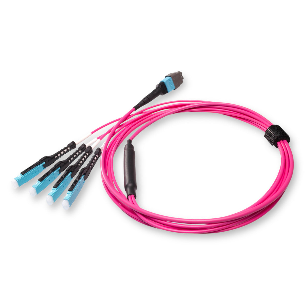 8-Fiber Non-Pinned MTP/UPC to  4 x MDC/UPC Fanout Cable | Corning® ClearCurve® OM4 Multimode Optical Fiber | Type B, Aqua MTP Connector, Aqua MDC Connector, Magenta Cable Jacket | OFNP Jacket